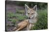 Africa. Tanzania. Golden jackal, Canis aureus, Serengeti National Park.-Ralph H. Bendjebar-Stretched Canvas