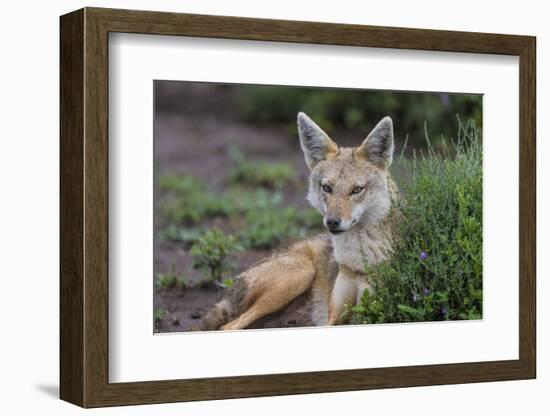 Africa. Tanzania. Golden jackal, Canis aureus, Serengeti National Park.-Ralph H. Bendjebar-Framed Photographic Print