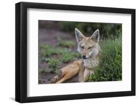 Africa. Tanzania. Golden jackal, Canis aureus, Serengeti National Park.-Ralph H. Bendjebar-Framed Photographic Print