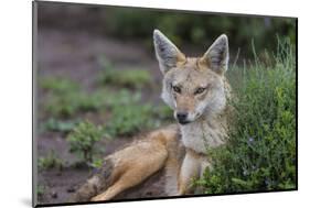 Africa. Tanzania. Golden jackal, Canis aureus, Serengeti National Park.-Ralph H. Bendjebar-Mounted Photographic Print