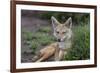 Africa. Tanzania. Golden jackal, Canis aureus, Serengeti National Park.-Ralph H. Bendjebar-Framed Photographic Print