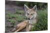 Africa. Tanzania. Golden jackal, Canis aureus, Serengeti National Park.-Ralph H. Bendjebar-Mounted Photographic Print