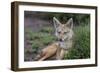 Africa. Tanzania. Golden jackal, Canis aureus, Serengeti National Park.-Ralph H. Bendjebar-Framed Photographic Print