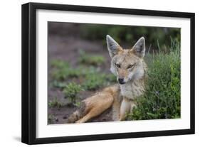 Africa. Tanzania. Golden jackal, Canis aureus, Serengeti National Park.-Ralph H. Bendjebar-Framed Photographic Print