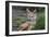 Africa. Tanzania. Golden jackal, Canis aureus, Serengeti National Park.-Ralph H. Bendjebar-Framed Photographic Print