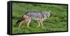 Africa. Tanzania. Golden jackal, Canis aureus, Serengeti National Park.-Ralph H. Bendjebar-Framed Stretched Canvas