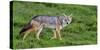 Africa. Tanzania. Golden jackal, Canis aureus, Serengeti National Park.-Ralph H. Bendjebar-Stretched Canvas