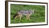 Africa. Tanzania. Golden jackal, Canis aureus, Serengeti National Park.-Ralph H. Bendjebar-Framed Photographic Print