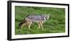 Africa. Tanzania. Golden jackal, Canis aureus, Serengeti National Park.-Ralph H. Bendjebar-Framed Photographic Print