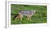 Africa. Tanzania. Golden jackal, Canis aureus, Serengeti National Park.-Ralph H. Bendjebar-Framed Photographic Print