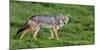 Africa. Tanzania. Golden jackal, Canis aureus, Serengeti National Park.-Ralph H. Bendjebar-Mounted Photographic Print