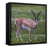 Africa. Tanzania. Grant's gazelle, Serengeti National Park.-Ralph H. Bendjebar-Framed Stretched Canvas