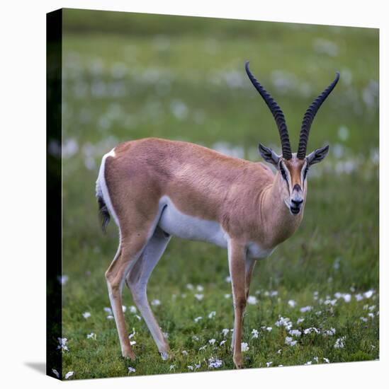 Africa. Tanzania. Grant's gazelle, Serengeti National Park.-Ralph H. Bendjebar-Stretched Canvas