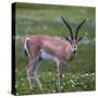 Africa. Tanzania. Grant's gazelle, Serengeti National Park.-Ralph H. Bendjebar-Stretched Canvas