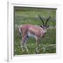 Africa. Tanzania. Grant's gazelle, Serengeti National Park.-Ralph H. Bendjebar-Framed Photographic Print