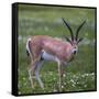 Africa. Tanzania. Grant's gazelle, Serengeti National Park.-Ralph H. Bendjebar-Framed Stretched Canvas