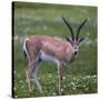 Africa. Tanzania. Grant's gazelle, Serengeti National Park.-Ralph H. Bendjebar-Stretched Canvas