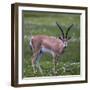 Africa. Tanzania. Grant's gazelle, Serengeti National Park.-Ralph H. Bendjebar-Framed Photographic Print