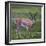 Africa. Tanzania. Grant's gazelle, Serengeti National Park.-Ralph H. Bendjebar-Framed Photographic Print