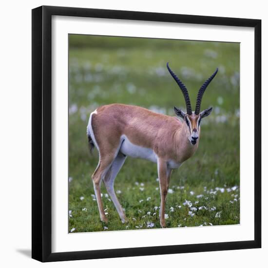 Africa. Tanzania. Grant's gazelle, Serengeti National Park.-Ralph H. Bendjebar-Framed Photographic Print