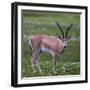 Africa. Tanzania. Grant's gazelle, Serengeti National Park.-Ralph H. Bendjebar-Framed Photographic Print