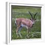 Africa. Tanzania. Grant's gazelle, Serengeti National Park.-Ralph H. Bendjebar-Framed Photographic Print