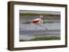 Africa. Tanzania. Greater flamingo in Serengeti National Park.-Ralph H. Bendjebar-Framed Photographic Print