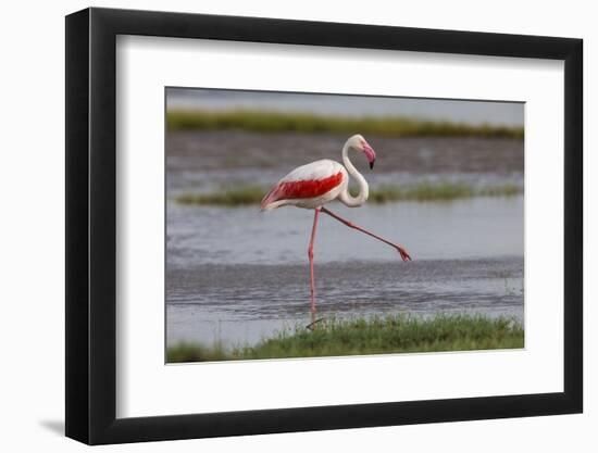 Africa. Tanzania. Greater flamingo in Serengeti National Park.-Ralph H. Bendjebar-Framed Photographic Print