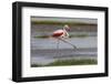 Africa. Tanzania. Greater flamingo in Serengeti National Park.-Ralph H. Bendjebar-Framed Photographic Print