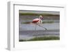 Africa. Tanzania. Greater flamingo in Serengeti National Park.-Ralph H. Bendjebar-Framed Photographic Print