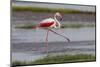 Africa. Tanzania. Greater flamingo in Serengeti National Park.-Ralph H. Bendjebar-Mounted Photographic Print