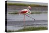 Africa. Tanzania. Greater flamingo in Serengeti National Park.-Ralph H. Bendjebar-Stretched Canvas