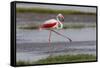 Africa. Tanzania. Greater flamingo in Serengeti National Park.-Ralph H. Bendjebar-Framed Stretched Canvas