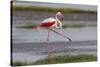 Africa. Tanzania. Greater flamingo in Serengeti National Park.-Ralph H. Bendjebar-Stretched Canvas