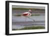 Africa. Tanzania. Greater flamingo in Serengeti National Park.-Ralph H. Bendjebar-Framed Photographic Print