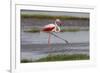 Africa. Tanzania. Greater flamingo in Serengeti National Park.-Ralph H. Bendjebar-Framed Photographic Print