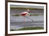 Africa. Tanzania. Greater flamingo in Serengeti National Park.-Ralph H. Bendjebar-Framed Photographic Print