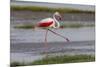 Africa. Tanzania. Greater flamingo in Serengeti National Park.-Ralph H. Bendjebar-Mounted Photographic Print