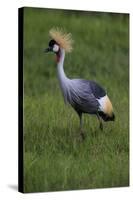 Africa. Tanzania. Grey crowned crane, Balearica regulorum, at Ngorongoro crater.-Ralph H. Bendjebar-Stretched Canvas