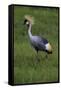 Africa. Tanzania. Grey crowned crane, Balearica regulorum, at Ngorongoro crater.-Ralph H. Bendjebar-Framed Stretched Canvas