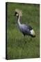 Africa. Tanzania. Grey crowned crane, Balearica regulorum, at Ngorongoro crater.-Ralph H. Bendjebar-Stretched Canvas