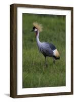 Africa. Tanzania. Grey crowned crane, Balearica regulorum, at Ngorongoro crater.-Ralph H. Bendjebar-Framed Photographic Print