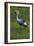 Africa. Tanzania. Grey crowned crane, Balearica regulorum, at Ngorongoro crater.-Ralph H. Bendjebar-Framed Photographic Print