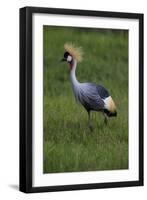 Africa. Tanzania. Grey crowned crane, Balearica regulorum, at Ngorongoro crater.-Ralph H. Bendjebar-Framed Photographic Print