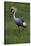 Africa. Tanzania. Grey crowned crane, Balearica regulorum, at Ngorongoro crater.-Ralph H. Bendjebar-Stretched Canvas