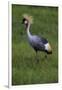 Africa. Tanzania. Grey crowned crane, Balearica regulorum, at Ngorongoro crater.-Ralph H. Bendjebar-Framed Photographic Print