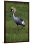 Africa. Tanzania. Grey crowned crane, Balearica regulorum, at Ngorongoro crater.-Ralph H. Bendjebar-Framed Photographic Print