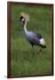 Africa. Tanzania. Grey crowned crane, Balearica regulorum, at Ngorongoro crater.-Ralph H. Bendjebar-Framed Photographic Print