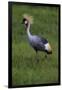 Africa. Tanzania. Grey crowned crane, Balearica regulorum, at Ngorongoro crater.-Ralph H. Bendjebar-Framed Photographic Print