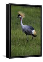 Africa. Tanzania. Grey crowned crane, Balearica regulorum, at Ngorongoro crater.-Ralph H. Bendjebar-Framed Stretched Canvas